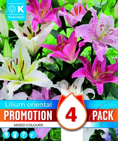 Lilium Oriental