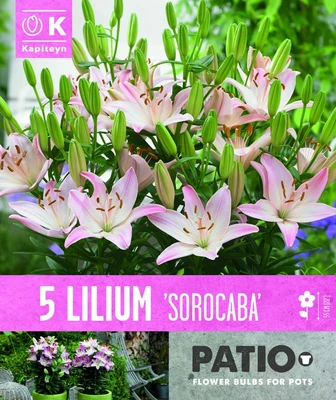 Lilium Sorocaba