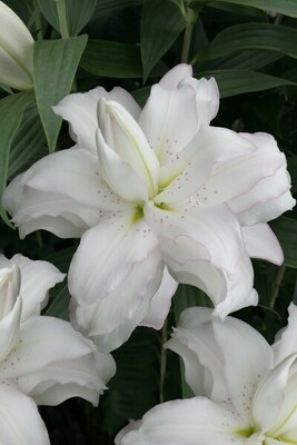 Lily Lotus Pure 16-18 Sse