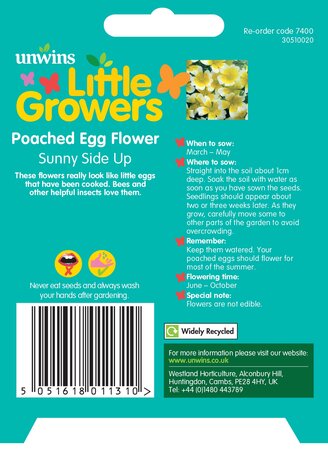Little Growers Poached Egg Flower Sunnyside - image 2