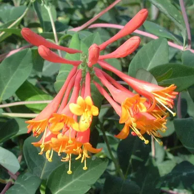 Lonicera brownii 'Dropmore Scarlet'  S-pot®(2,25 L)