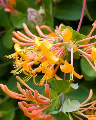 Lonicera 'Mandarin'   S-pot®(2,25 L)