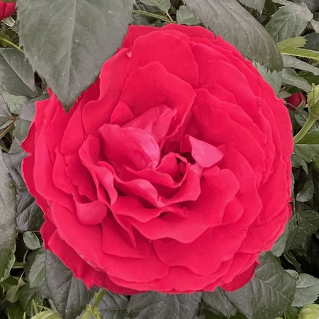 Loving Memories Deep Red