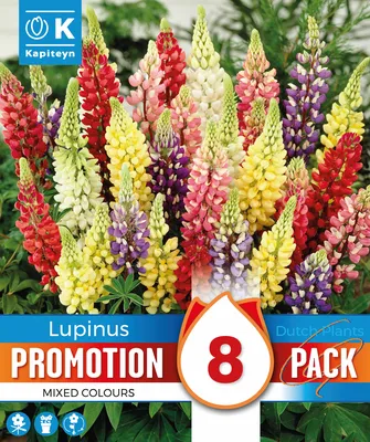 Lupinus Mixed
