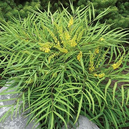 Mahonia eur. 'Soft Caress'®  3 Ltr pot