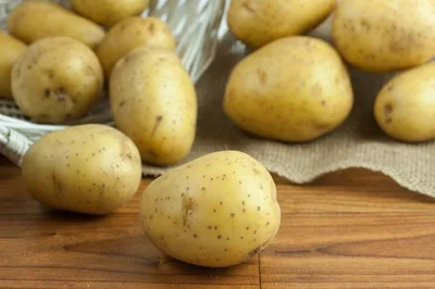 Main Crop Record 2Kg Nets