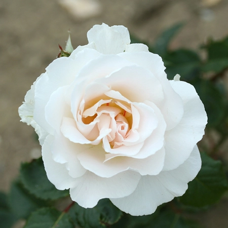 Margaret Merril Pure White