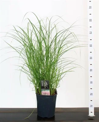 Miscanthus sin. 'Red Chief'  10 Ltr pot - image 2