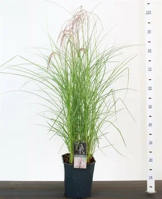 Miscanthus sin. 'Red Cloud'®  5 Ltr, square pot