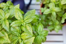 Mixed Herbs