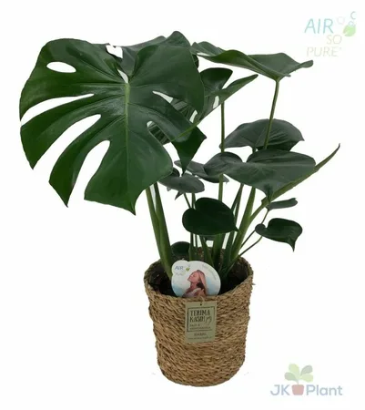 Monstera deliciosa(ASP)  19 cm in wicker basket