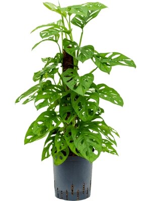 Monstera minima  P19 + mosspole