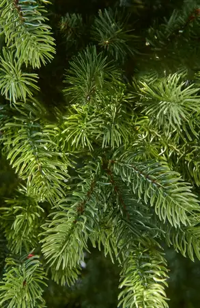 Montana Fir- 7.5Ft Tree - image 2
