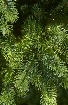 Montana Fir- 7.5Ft Tree - image 2