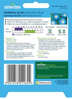 Morning Glory Heavenly Blue - image 2