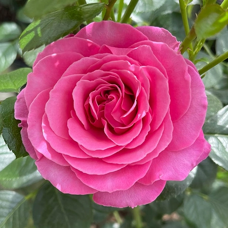 Mum - "You Are One In A Million" New For 2025 Purplish Pink