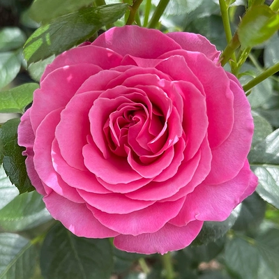 Mum - "You Are One In A Million" New For 2025 Purplish Pink