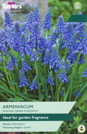 Muscari Armeniacum TP 7-8cm