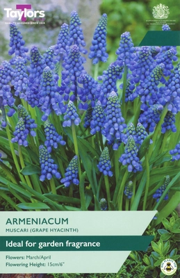 Muscari Armeniacum TP 7-8cm