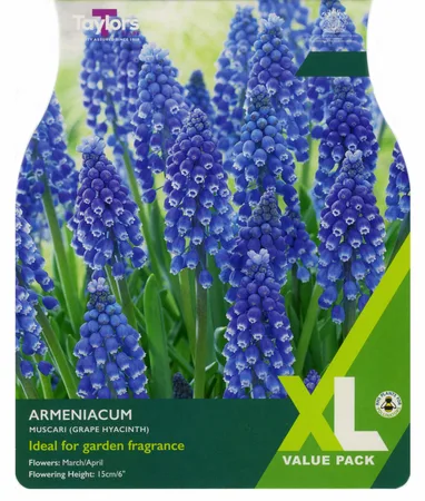 Muscari Armeniacum XL 6-7cm