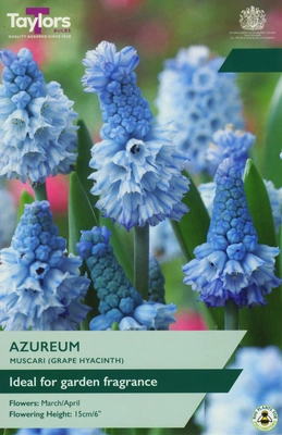 Muscari Azureum 5+ P/P