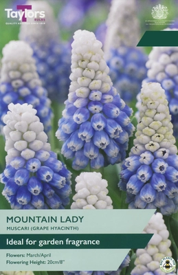 Muscari Mountain Lady TP