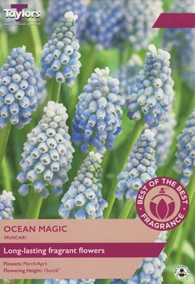 Muscari Ocean Magic 7-8 Bob