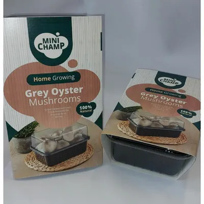 Mushroom Oyster Grey