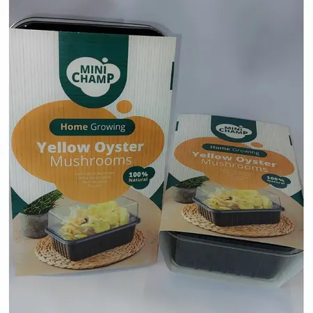 Mushroom Oyster Yellow