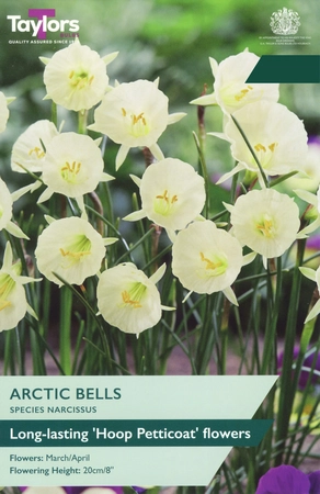 Narcissi Arctic Bells 7+ P/P
