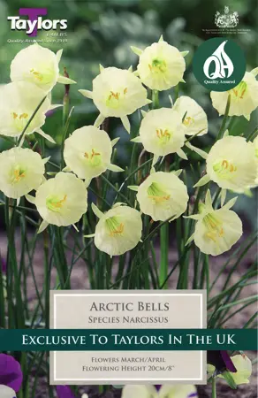 Narcissi Arctic Bells 7+ P/P