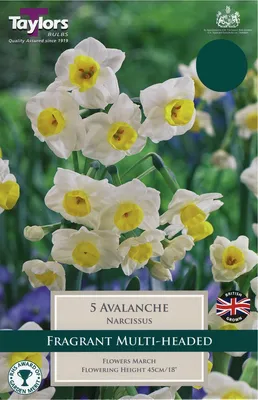 Narcissi Avalanche TP 12-14cm