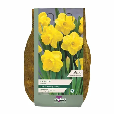 Narcissi Camelot Carri-Pack 12-14cm