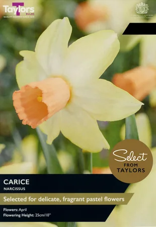 Narcissi Carice SE