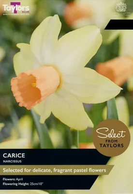 Narcissi Carice SE
