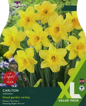 Narcissi Carlton - "Daffodil Of The Year"  12-14cm