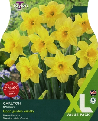 Narcissi Carlton - "Daffodil Of The Year" 12-14cm