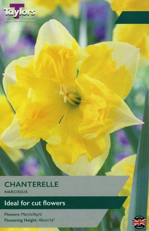 Narcissi Chanterelle TP 12-14cm