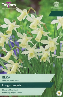 Narcissi Elka TP