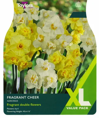 Narcissi Fragrant Cheer XL 10-12cm