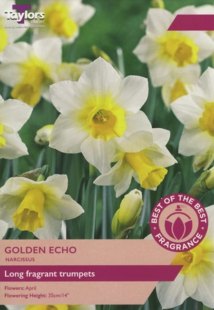 Narcissi Golden Echo 10-12 Bob