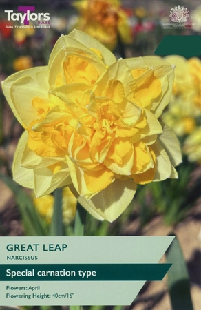 Narcissi Great Leap TP