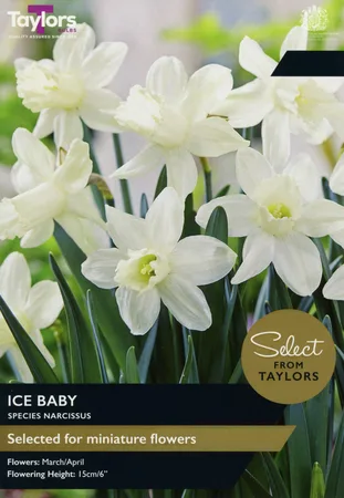 Narcissi Ice Baby 8-10