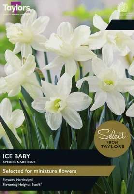 Narcissi Ice Baby 8-10