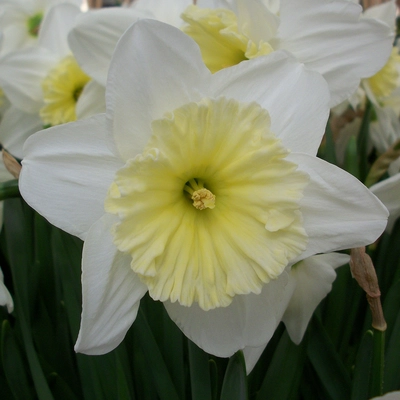 Narcissi Ice Follies  12-14cm