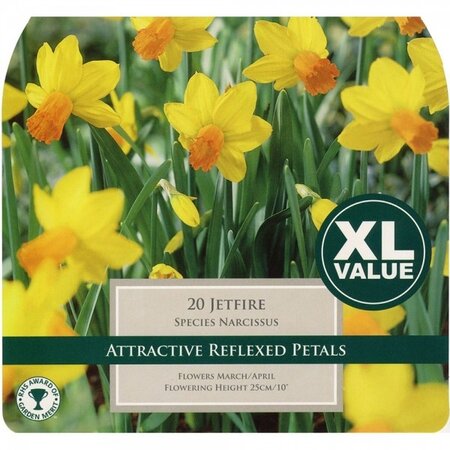 Narcissi Jetfire 10-12