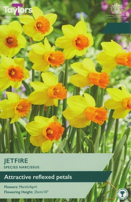 Narcissi Jetfire 10-12
