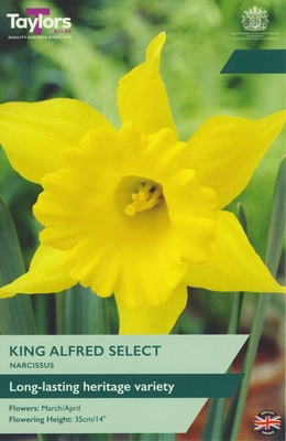 Narcissi King Alfred Select 12-14 P/P