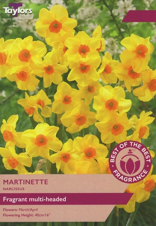 Narcissi Martinette 10-12 Bob