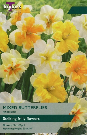 Narcissi Mixed Butterflies TP 12-14cm